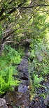 Plants: image 68 Of 208 Thumb